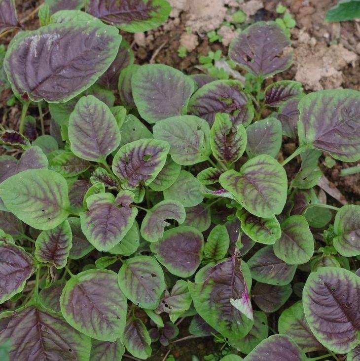 农家自种新鲜蔬菜 红米苋 苋菜 野菜 红苋菜 5斤包邮