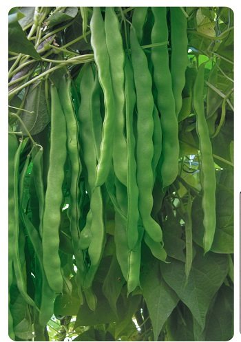 绿龙架豆种子 扁条架豆种子
