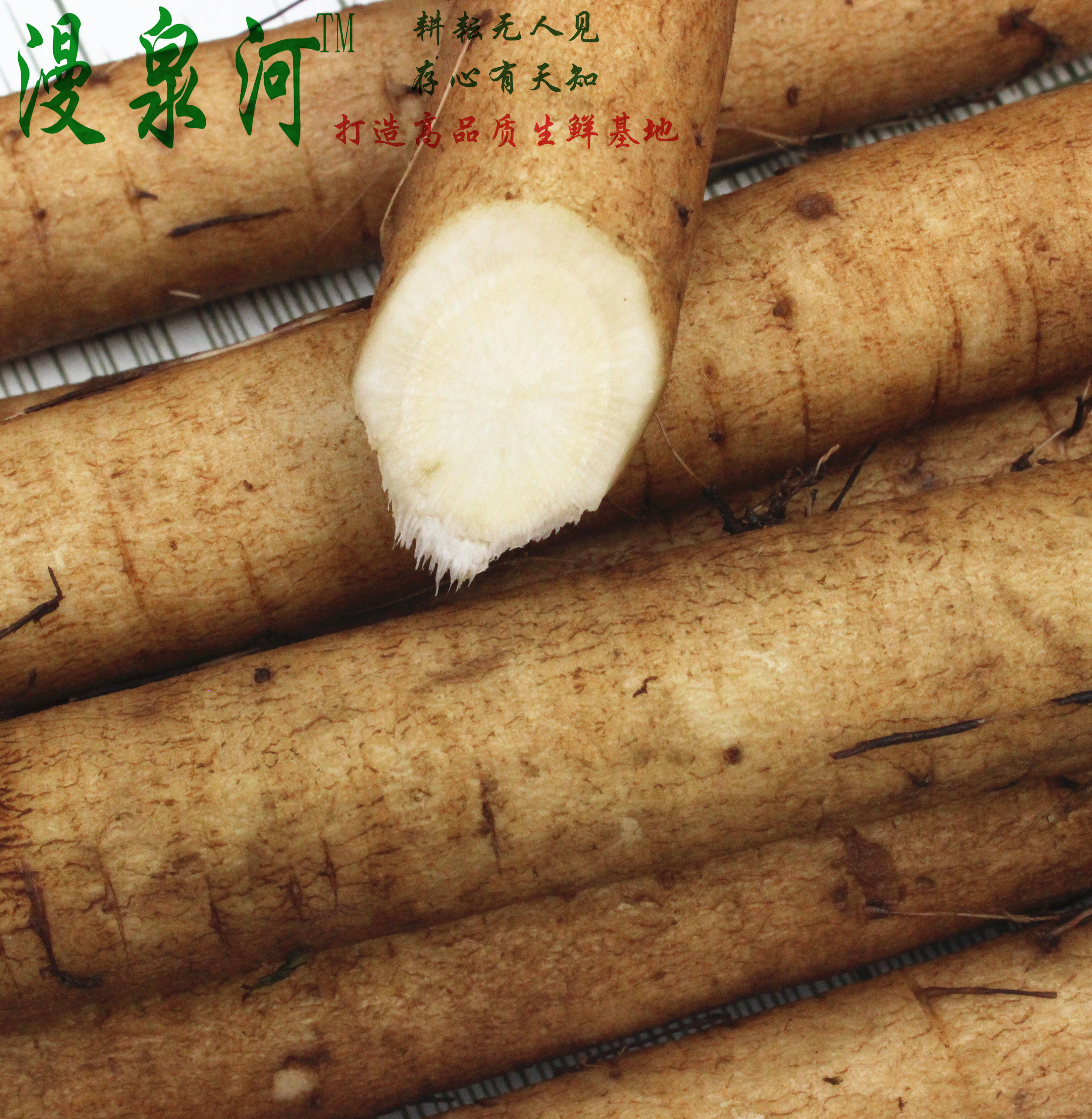 漫泉河5斤装现挖新鲜黄皮牛蒡根农产品新鲜牛蒡茶原料包邮