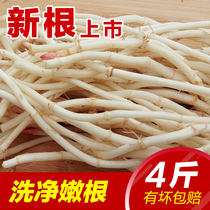 Houttuynia new root cold salad folded ear root folded ear root fresh tender root now dig the root of the root side ear root tender 4 pounds