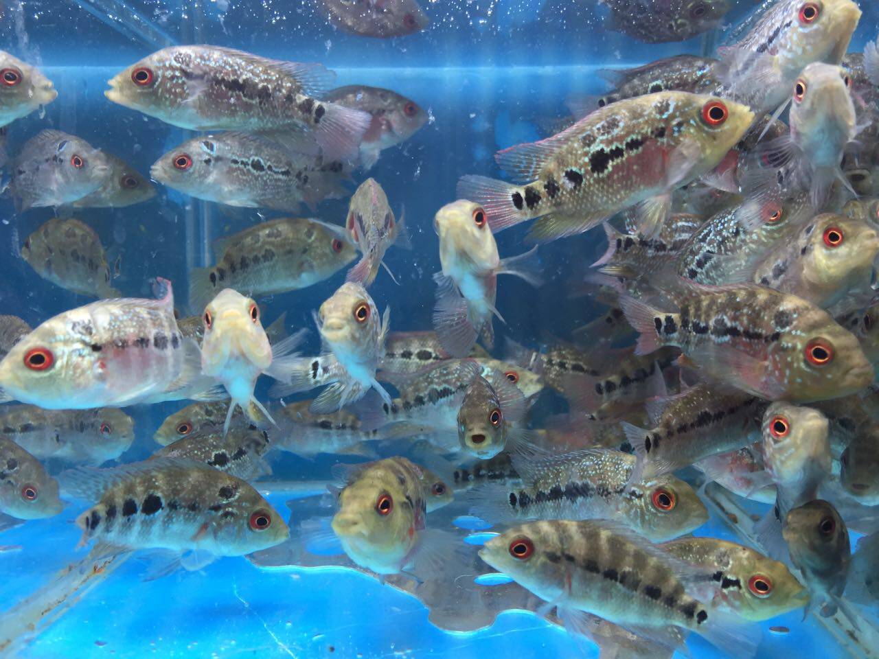 罗汉鱼鸿运蛇纹泰国金花红马骝元宝满银重金属红德萨斯罗汉鱼苗