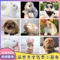 Pet home living short-haired lop-eared rabbit living thing long and small size Cup dwarf white rabbit good to raise