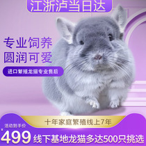 Home living living ChinChin Cubs pet long hair standard gray doll baby doll toy live house vaccinated