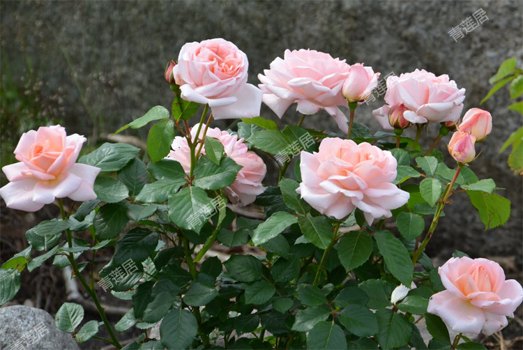 青莲居花卉阳台玫瑰月季经典欧月苗袋3月小苗灌木四季开花绿植_双氙