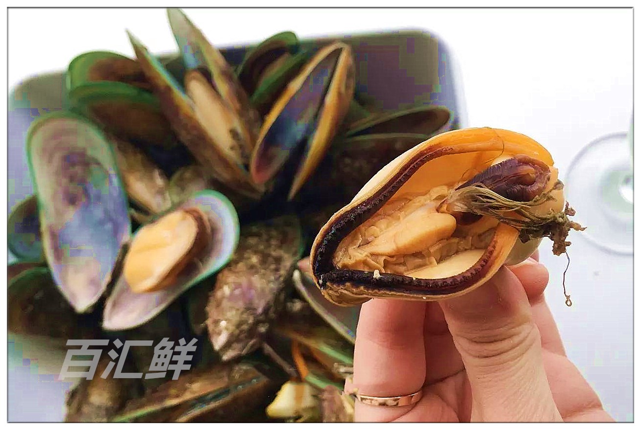 【鲜活新西兰青口】(1000克/16~20个) 新鲜进口绿贻贝淡菜绿青口