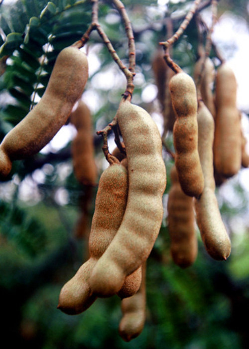 云南甜角固齿补脑开胃健脾祛暑醒酒之佳品 元江甜角(酸角)