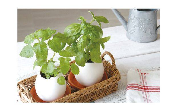 小花农花蛋办公室桌面创意迷你盆栽幸运蛋鸡蛋壳植物蛋生日礼物