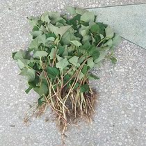 Fresh natural wild Houttuynia stinky grass stinky root grass hair ear root Edible medicinal plants for heat detoxification