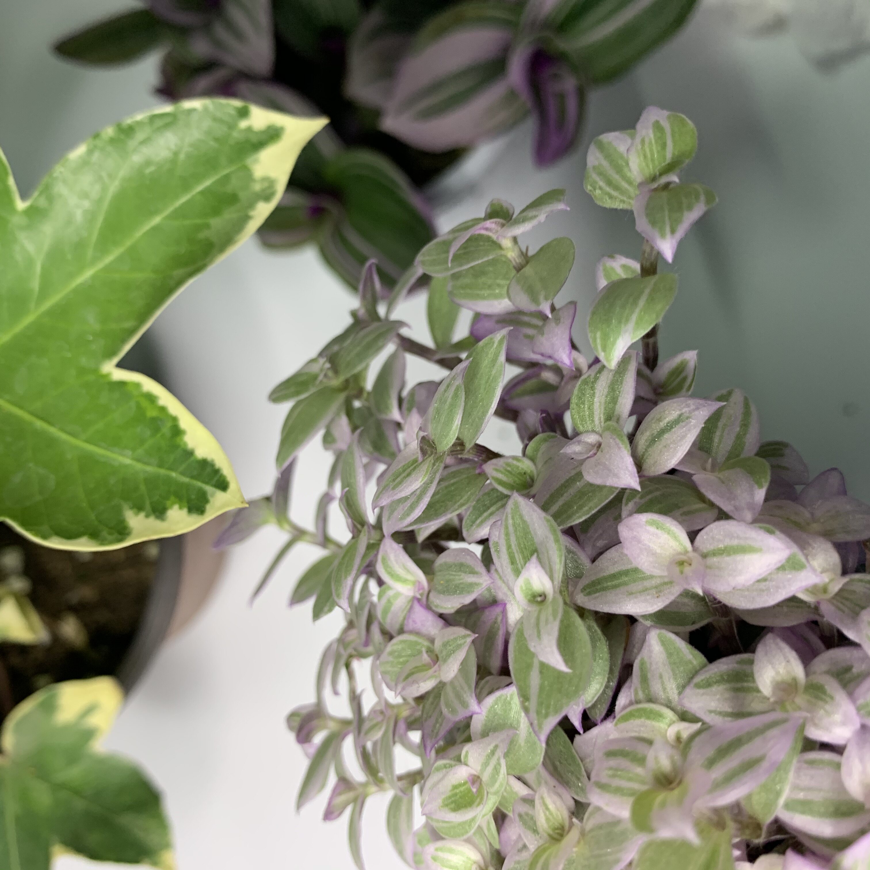 婚礼油画婚礼吊兰锦盆栽胭脂云吊兰绿植室内好养活多年生垂藤植物