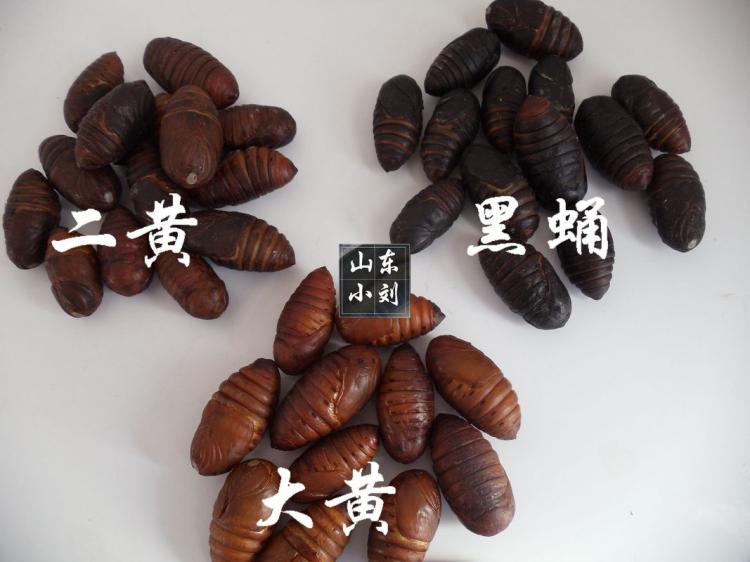 特卖野生蚕蛹包邮 大蚕蛹鲜活蚕蛹新鲜 柞蚕蛹3件包邮