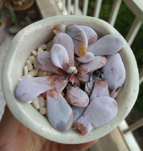 4,严重黑腐,无药可救 比较严重的肉肉,已经全部散架了,没办法救咯