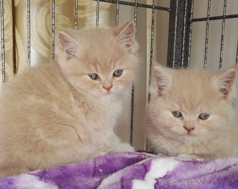 美国短毛猫 稀有乳色美短宝宝 上门选购 自家繁殖 健康活泼 全价