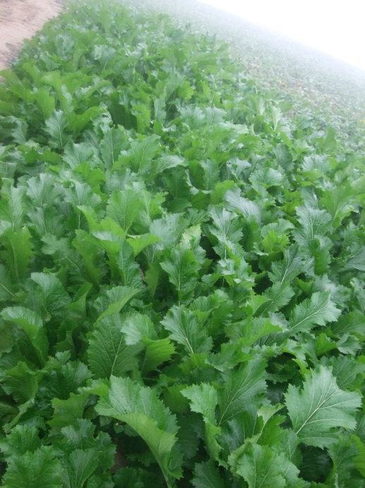 农家野菜种子 青菜籽 野生野腊菜种子 阳台庭院盆栽四季播