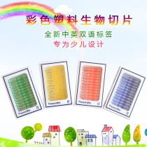 Datyson Microscope Accessories Biological Specimen Sections 48 Chinese-English Bilingual Logo Slides