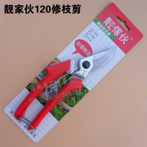 Taiwan Liangjia Hua 120 pruning shears bonsai scissors fruit tree seedlings horticultural picking garden hand scissors Mulberry scissors