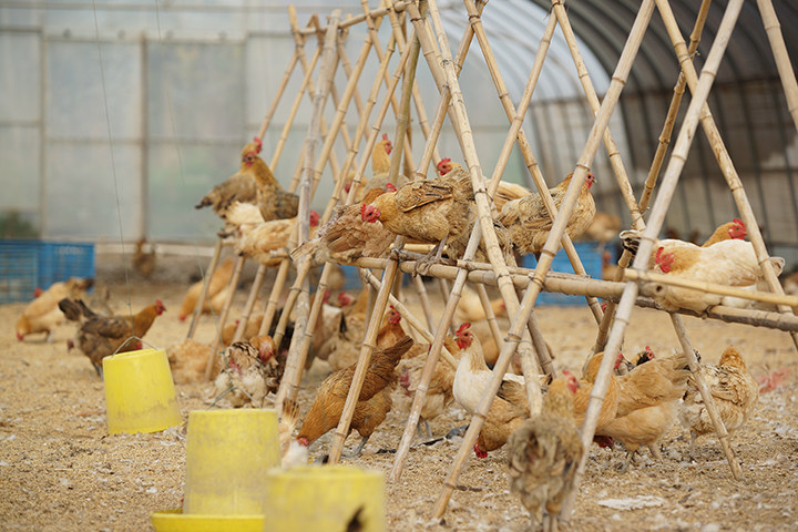 万禾农业 上海崇明 散养足年萧山鸡 1200g