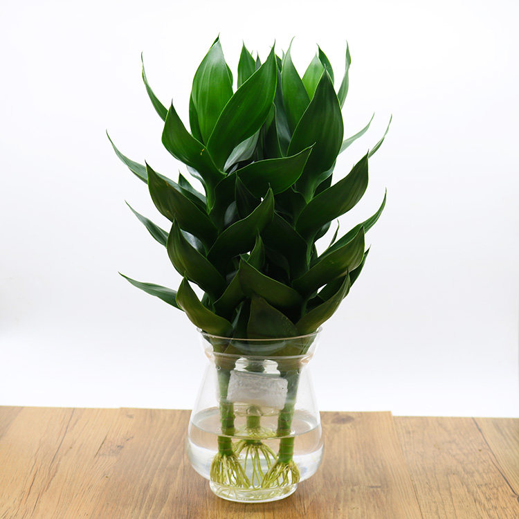 过期药物你是怎么处理呢?变废为宝-助花成长