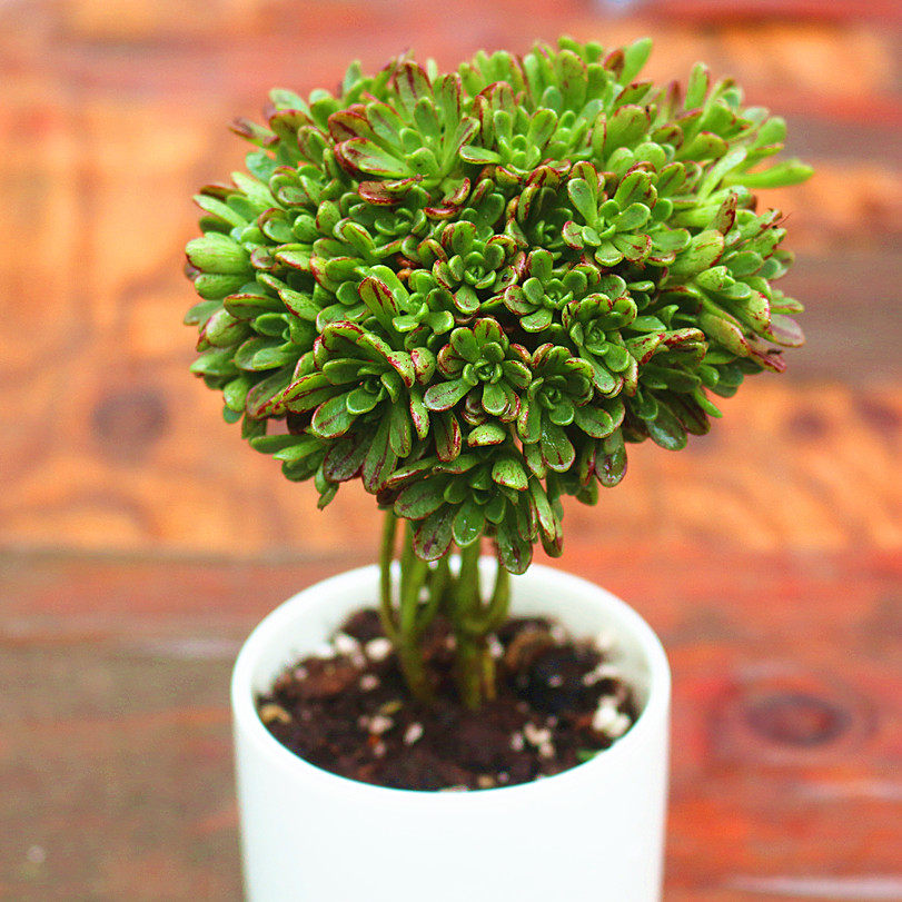 多肉植物【小人祭】日本小松桌面绿植花卉盆栽含花盆防辐射迷你