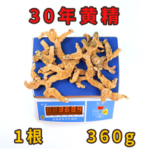 Seven-house Laojiu Jiuhua Mountain wild Sealwort name Guido Extra Large sealwort Dry 30 years 28 knowha 1 root 360 gr