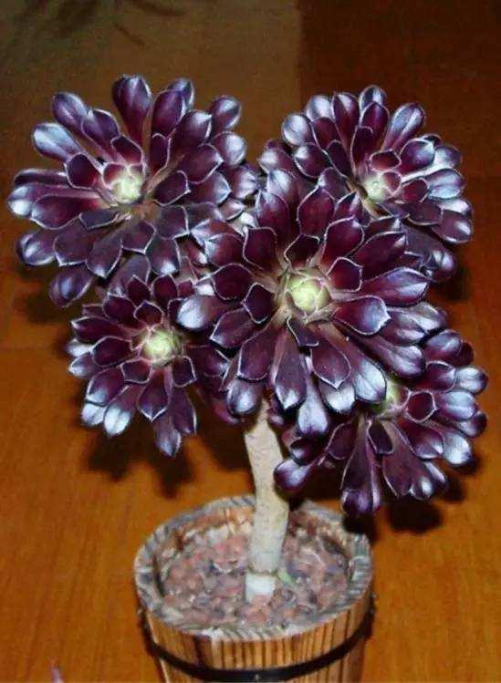 多肉法师养几年变老桩长到1米8