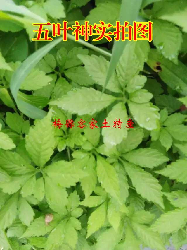 新鲜五叶神 梅州特产五叶神 绞股蓝 新鲜现采现卖