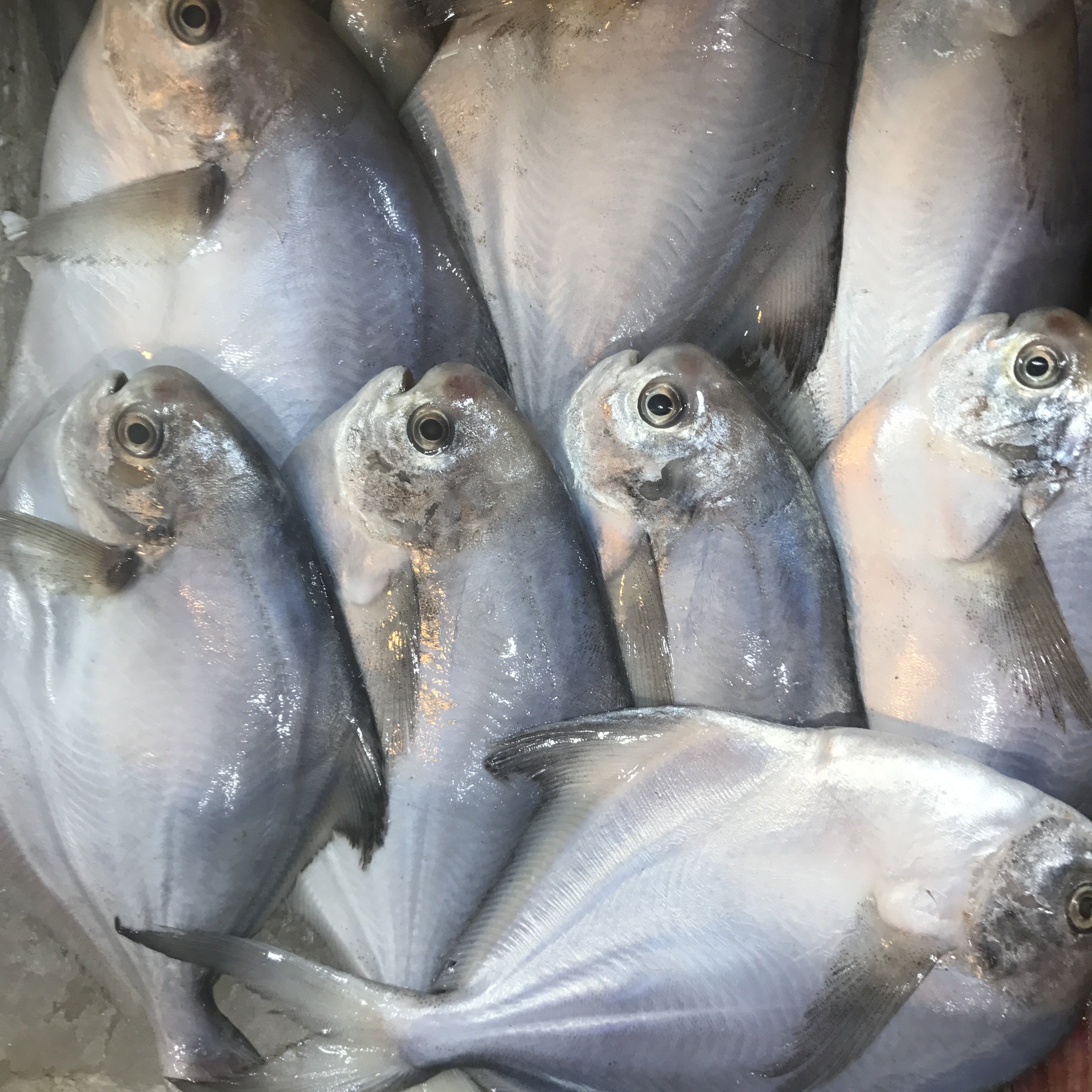 150g/条北京闪送海捕白鲳鱼新鲜冰鲜平鱼冷冻海鱼小鲳鱼扁鱼_不打折