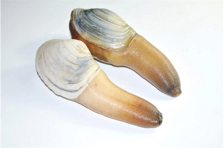 北京闪送鲜活象鼻蚌象拔蚌 大蚌仔 海鲜水产鲜活海鲜750g左右/只
