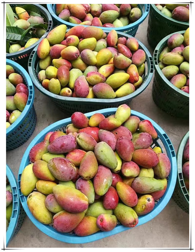 三亚树上自然熟贵妃芒果5斤顺丰果园现摘现发海南红金龙新鲜水果_7折