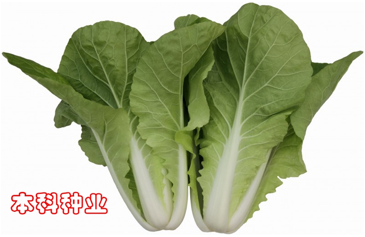 蔬菜籽【四季小青菜小白菜夏季耐热快菜种子】15-38度生长满包邮