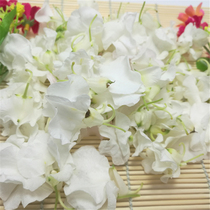 Fresh white impatiens fresh nails grass flowers red impatiens Pickles 200g