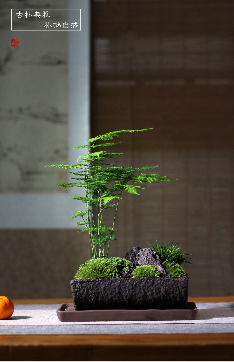 禅意粗陶日式古朴盆栽苔藓金钱菖蒲文竹山水盆景办公桌茶桌面小盆