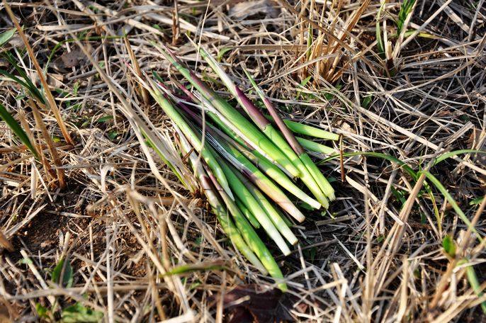 2016年火热预定新鲜茅针白茅瓤茅草花苞谷荻提谷荻拔茅瓤100g包邮