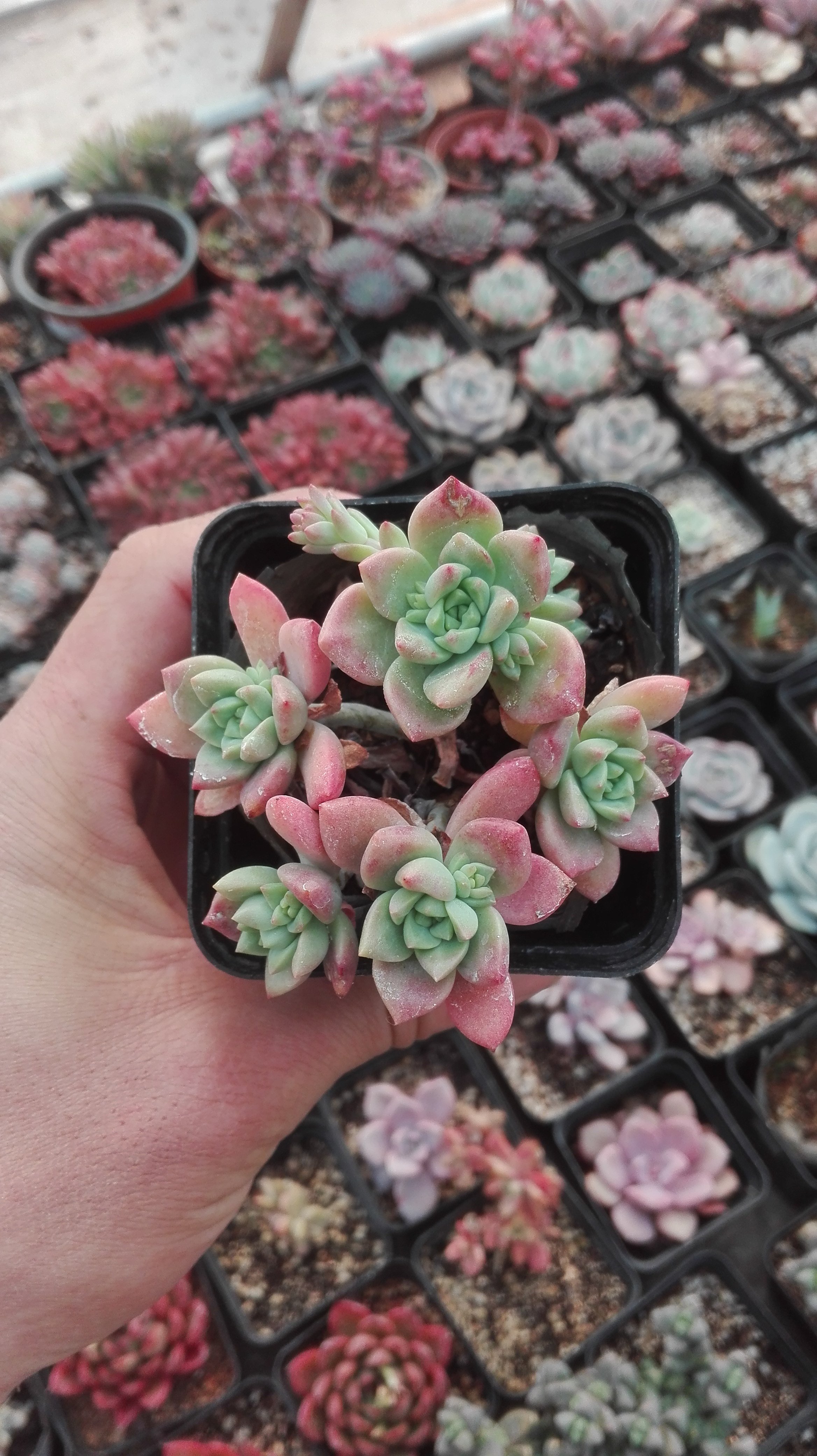 植慢冲钻 多肉植物 群生多头老桩马库斯 一物一拍 实拍