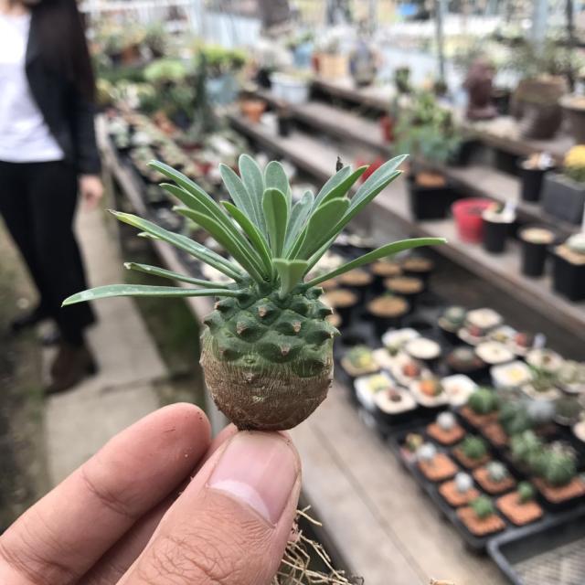 铁甲麒麟 峨眉山 铁甲丸仙人球 欧蕾的花园_7折现价40元