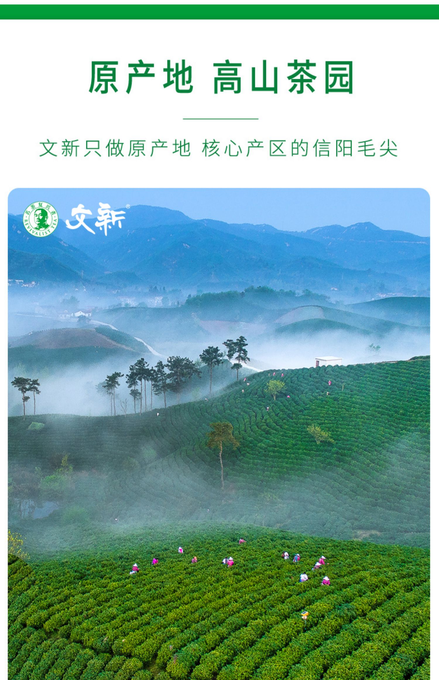 春茶上市文新信阳毛尖2021新茶绿茶嫩芽雨前一级散装罐装150g