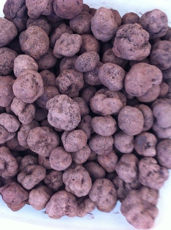 包邮新鲜速冻黑松露菌 块菌 1斤超低价,云南野生菌 猪拱菌餐厅