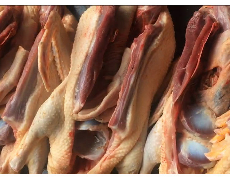 【鸭肉】湖南芷江麻鸭 新鲜现杀土鸭子 谷子啤酒子姜血浆鸭