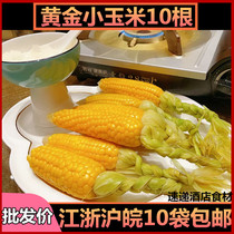 Golden Palm Corn 10 wine restaurant banquet ingredients semi-finished products special private kitchen New Products commercial