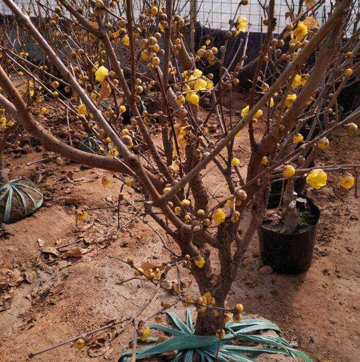黄色腊梅树苗庭院盆栽绿植冬季开花浓香型花卉嫁接梅花树苗包邮