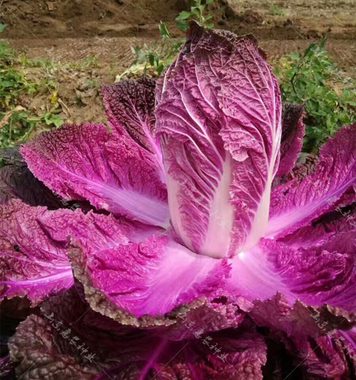 紫宝紫白菜种子 紫色蔬菜 家庭菜园四季播包邮 秋季紫色白菜种子