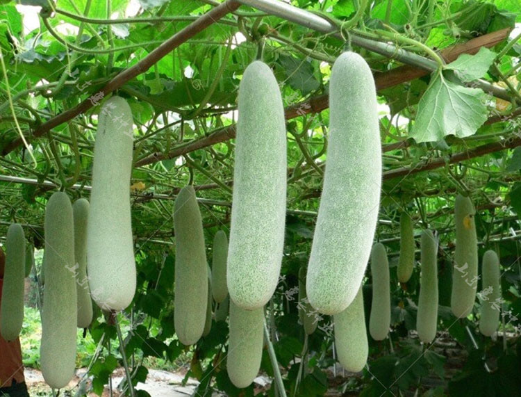 寿光蔬菜种子早熟台湾迷你小冬瓜种子 蔬果种子植物菜籽 春秋播y