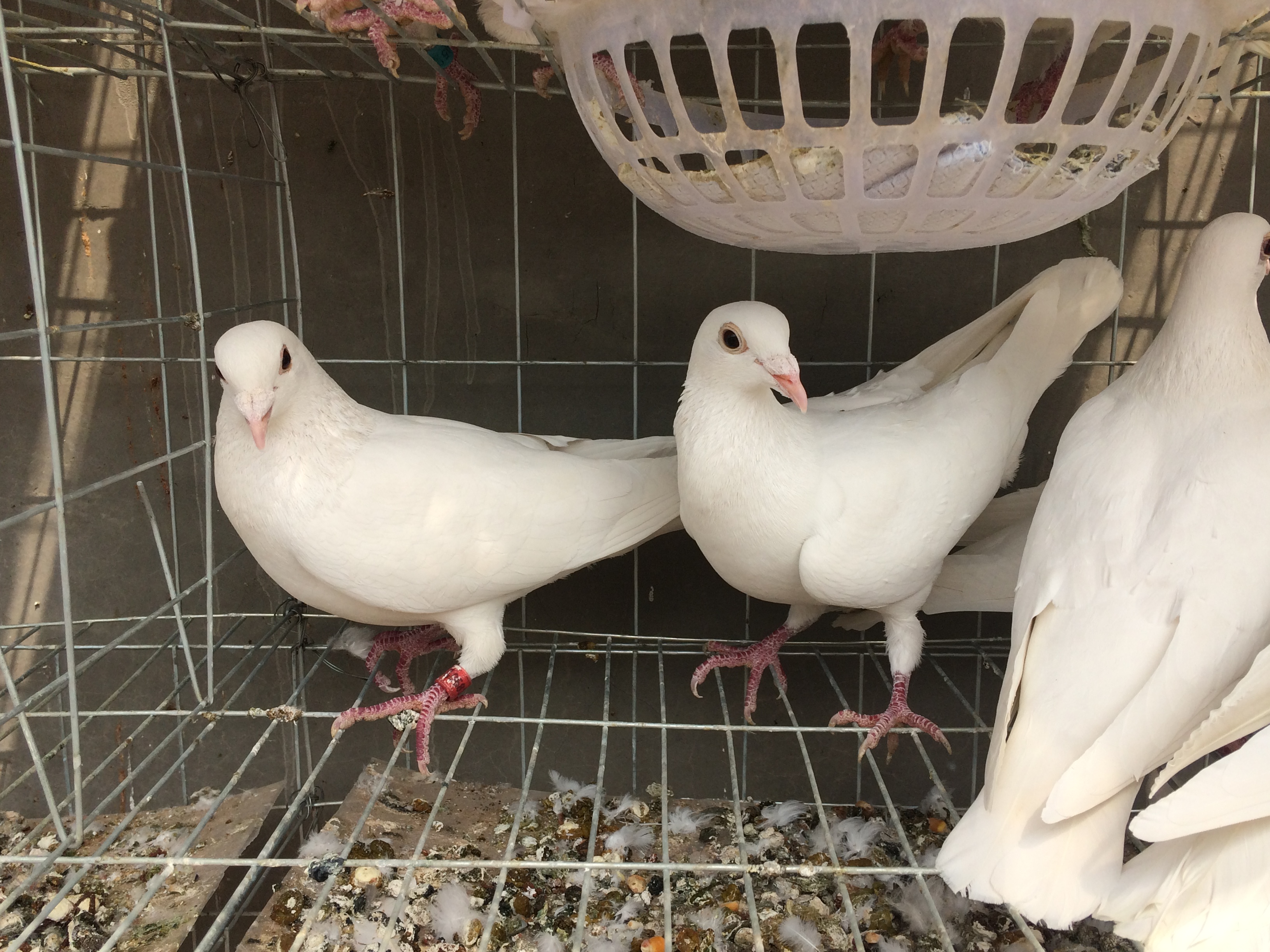 鸽子活体 鸟活体信鸽乳鸽肉鸽白羽王成绩鸽赛鸽落地王一对包邮