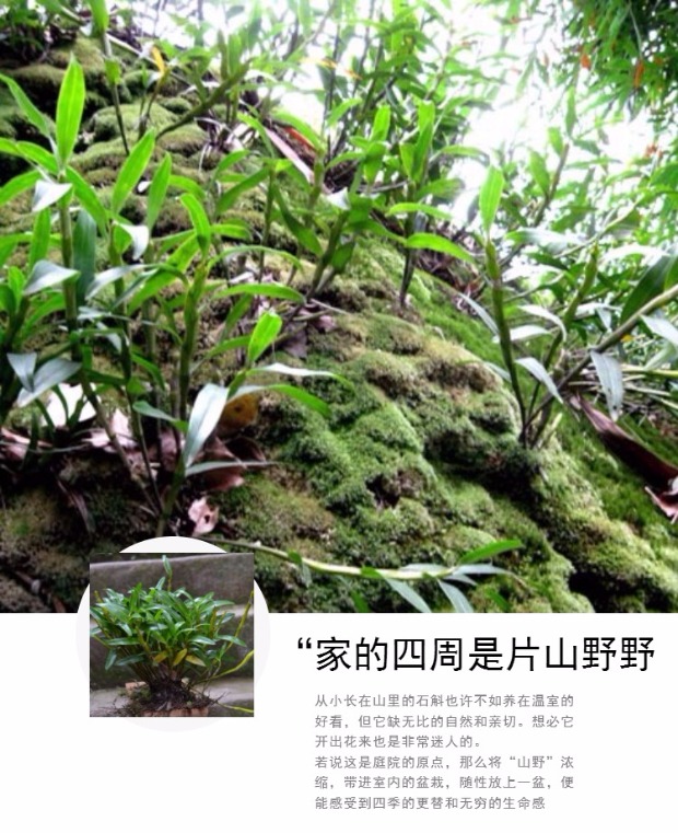 金钗石斛苗 云南野生金叉石斛吊兰花卉 盆栽鲜条绿植丛苗包邮_7折现价