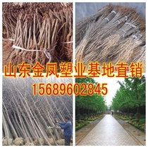 Land occupation and demolition seedlings Ginkgo tree seedlings