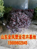 Cold-resistant non-deciduous courtyard greening seedlings Safflower following wood seedlings Safflower following wood balls Color hedge green belt seedlings