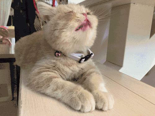 那在猫眼中这一动作是什么意思呢?