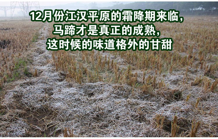 脆甜无渣,商店现发,坏果消气,现现货5斤包邮,现在赠送立即反思特价刀购买马蹄课后包赔图片