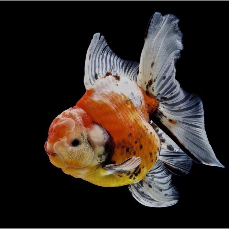 精品f1泰狮 巨人狮 五花黑红白狮子头 金鱼活体观赏鱼金鱼包邮活_双氙