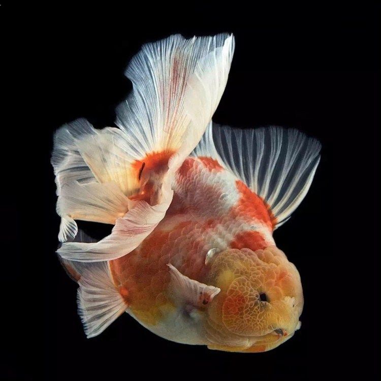 精品f1泰狮 巨人狮 五花黑红白狮子头 金鱼活体观赏鱼金鱼包邮活_双氙