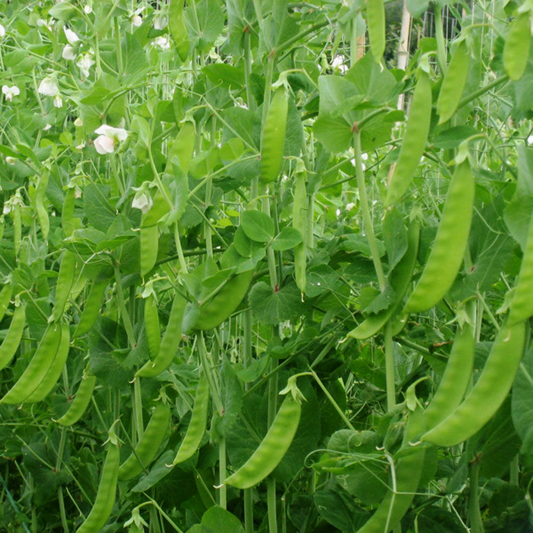 北京当日达 荷兰豆 新鲜豌豆 四季豆 新鲜蔬菜 农家自种 200g
